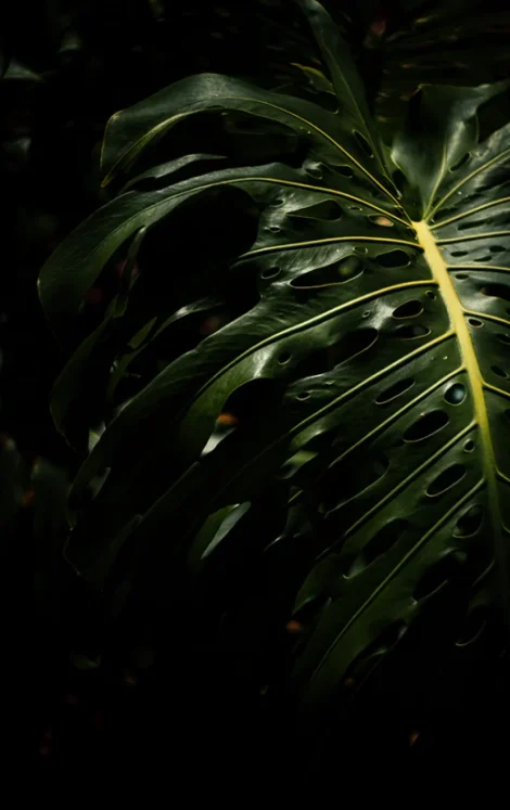 Green-Tropical-Leaf Green-Tropical-Leaf